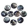 Natural Abalone Shell/Paua Shell Cabochons X-SSHEL-N034-72C-01-1