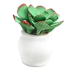 Potted Succulent Clay with Porcelain Mini Model PW-WG86ED7-01-5