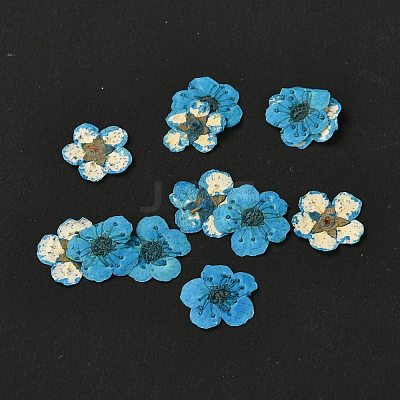 Narcissus Embossing Dried Flowers DIY-K032-60E-1