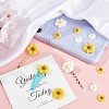 110Pcs 6 Style Flatback Hair & Costume Accessories Ornaments Scrapbook Embellishments Resin Flower Daisy Cabochons CRES-FH0001-08-5