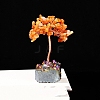 Natural Carnelian Display Decorations PW-WGFFDFC-05-1