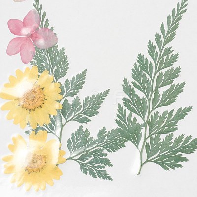 Pressed Dried Flowers X-DIY-H153-A02-1