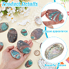 12Pcs 6 Styles Natural Abalone Shell Display Decorations DJEW-GA0001-69-3
