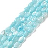 Natural Trochus Shell Beads Strands SHEL-K006-19D-1