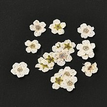 Narcissus Embossing Dried Flowers DIY-K032-60F
