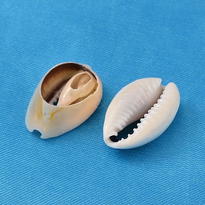 Natural Cowrie Shell Beads BSHE-S052-1