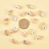 Spiral Shell Home Decorations BSHE-PH0001-08-4