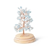 Natural Aquamarine Chips Money Tree in Dome Glass Bell Jars with Wood Base Display Decorations DJEW-B007-04C-2