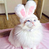 2Pcs 2 Styles Cute Cotton Warm Rabbit & Bear Hat AJEW-GL0002-57-6
