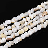 Natural Freshwater Shell Beads Strands SHEL-N038-06A-1