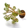 Natural Peridot Chips Display Decorations G-Z016-13F-3