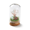 Natural Mixed Gemstone Chips Money Tree in Dome Glass Bell Jars with Wood Base Display Decorations DJEW-K030-02-2