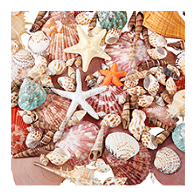 14 Styles Natural Shell Ornaments AJEW-PH0011-89-1