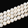 Natural Freshwater Shell Beads Strands X-SHEL-N038-05-1