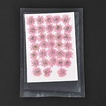 Pressed Dried Flowers DIY-K032-58B
