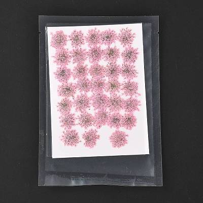 Pressed Dried Flowers DIY-K032-58B-1