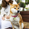 48Pcs 2 Style 4 Colors Transparent Blank Acrylic Pet Dog ID Tag PALLOY-AB00044-7