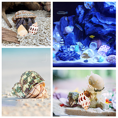 Natural Shell Home Display Decoration Sets SSHEL-T016-13-1