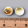 Natural Shiva Eye Shell Beads BSHE-T014-33A-4