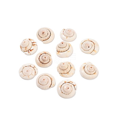 Natural Shiva Eye Shell Beads BSHE-S090-1