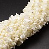 Natural Trochid Shell/Trochus Shell Beads Strands X-SSHEL-K014-07-1