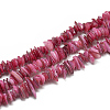 Freshwater Shell Beads Strands SHEL-S272-02-1