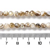 Natural Freshwater Shell Beads Strands SSHEL-B002-15-4