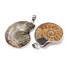 Snail Fossil Pendants G-D051-1-6