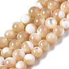 Natural Trochid Shell/Trochus Shell Beads Strands X-SSHEL-S266-023B-02-1