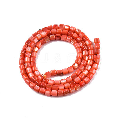 Natural Freshwater Shell Beads Strands SHEL-N003-33-A06-1