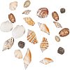 Mixed Natural Shell Bead Sets BSHE-PH0003-03-2