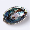 Natural Abalone Shell/Paua ShellDecoration SSHEL-K024-01A-4