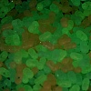 Luminous Transparent Acrylic Beads LACR-D009-01A-3