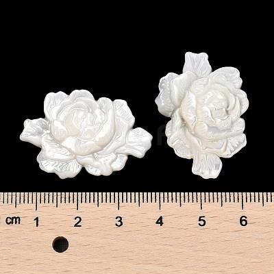 Natural White Shell Carved Cabochons SSHEL-I026-15-1