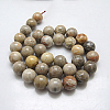 Natural Fossil Coral Beads Strands G-G212-6mm-31-3