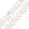 Natural Trochus Shell Beads Strands SSHEL-H070-05-1