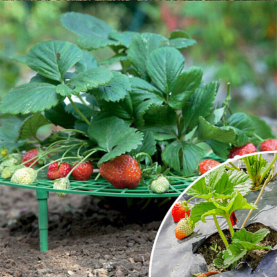 6Sets Round Plastic Strawberry Growing Tray Support AJEW-MA0001-36-1