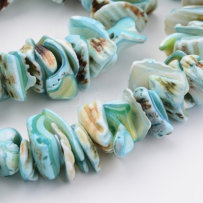 Natural Shell Bead Strands X-BSHE-P010-04-1