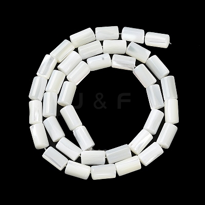 Natural Trochus Shell Beads Strands X-BSHE-Z003-18-1