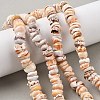 Natural Shell Beads Strands SSHEL-F304-01-1