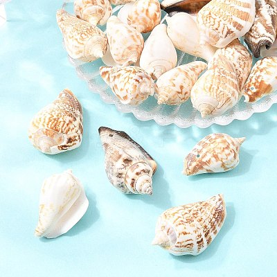 Natural Conch Shell Beads X-BSHE-O007-57-1