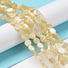 Natural Trochus Shell Beads Strands BSHE-P033-02-2