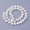Shell Beads Strands SSHEL-E571-25-2