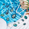 18Pcs 3 Styles Natural Paua Shell Cabochons SSHEL-PH0001-43-2