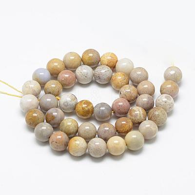 Natural Fossil Coral Beads Strands G-R446-8mm-28-1