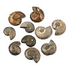 Natural Conch Fossil Cabochons SHEL-G021-01-1