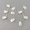 Natural Sea Shell Beads Strands SSHEL-Q296-01-1