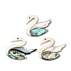 Natural Freshwater Shell & Paua Shell & White Shell Cabochons SHEL-C009-02-1