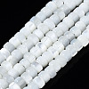 Natural Trochid Shell/Trochus Shell Beads Strands SSHEL-S266-016A-01-1