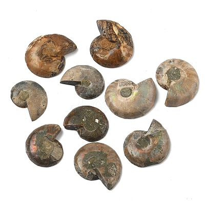 Natural Conch Fossil Cabochons SHEL-G021-01-1